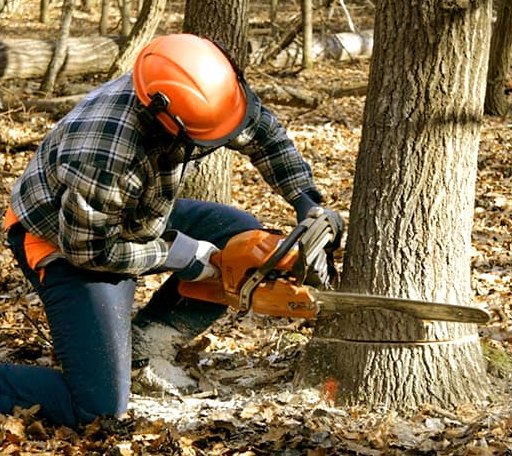 Tree Removal in Maryville, TN